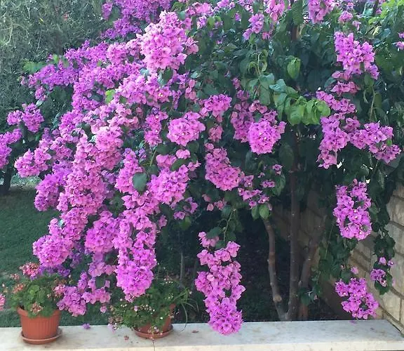 Vera Oda ve Kahvaltı